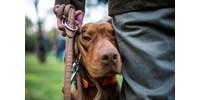 Megfejtették a magyar vizsla minden titkát genetikusok