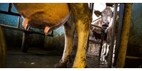  Aszály után aflatoxin: szennyezett tej miatt ellenőriz a Nébih, komoly gondban a gazdák  
