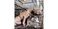  Nem lesz többé kutya- és macskahús a hírhedt indonéz Tomohon piacon  