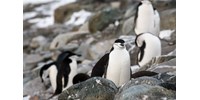  Rájöttek, hogy egy nap tízezerszer alszanak egy gyorsat a pingvinek  