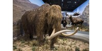 Megoldották az egyik legnehezebb feladatot, 2028-ra feltámaszthatják a gyapjas mamutot  
