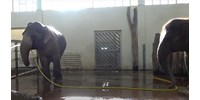  Eddig sosem látott viselkedést figyeltek meg az elefántoknál – bosszút állhatnak a társaikon (videó)  