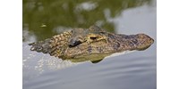  36 órát éltek túl aligátorok között, miután lezuhant a repülőjük  