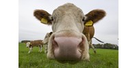  A Tej Terméktanács szerint a tejtermelés ellen hangol egy ismert margaringyártó a reklámjával, az Agrárminisztérium kész beavatkozni  