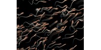  Már az emberi spermiumban is találtak mikroműanyagot, beláthatatlan hatása lehet a gyermeknemzésre  