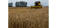  Befejezi a világ egyik legnagyobb gabonaexportőre az orosz gabona szállítását  