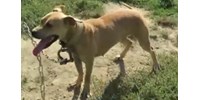 Felkavaró felvételek a nagyoroszi illegális kutyaviadalról