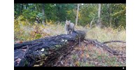  Fokozottan védett vadmacska vizsgálta meg alaposan a nemzeti park kameráját a Börzsönyben – videó  