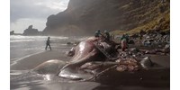  188 millió forintot érő „lebegő aranyat” rejtett egy, a La Palma partjainál elpusztult bálna  