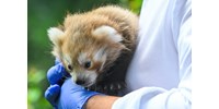  Vörös macskamedvék születtek a debreceni állatkertben – fotók  