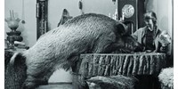  Az állatokkal suttogó boszorkány, aki védelmébe vette az utolsó európai őserdőt  