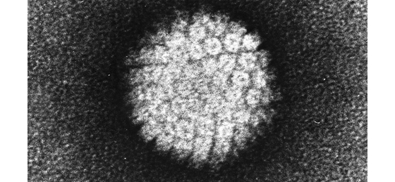 papilloma vírus hazudik