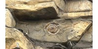  200 millió éves, ritka fosszíliát talált egy 9 éves fiú a sziklák között  