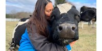  A terápiás tehenek valamiért jobban szeretik a nőket, mint a férfiakat  