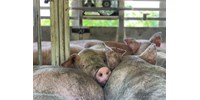  Kína elindítja a dömpingellenes vizsgálatot az EU-s sertéshús-importra  