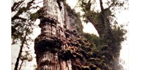  Megvan a világ legöregebb fája: Dédnagyapának hívják, 5484 éves lehet – videó  