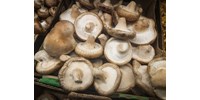  Ártatlannak vallja magát az ausztrál nő, aki mérgező gombát tálalt fel egy családi ebéden  