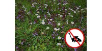  Bécsben a vadvirágokkal tarkított gyep nem a hanyagság, hanem a környezettudatos szemlélet jele  
