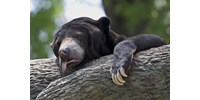 Nagyjából kétmillió forintért lehet majd medvét lőni Romániában