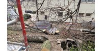  Illegálisan vágták ki a szomszédos telek fáit a II. kerületi rendőrség felújításakor  