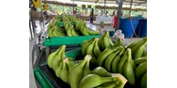  Évente 80 millió tonna banán megy a kukába Pakisztánban, most ruha és áram lehet belőle  