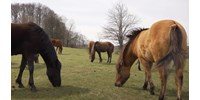  Fejbe rúgott egy ló egy 8 éves lányt egy Balaton-felvidéki táborban  