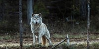  Csak most derült ki, hogy 1970 körül kihalt Norvégiában a farkas, a most ott élő állatok valójában finnek  