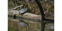  Idegen hüllő jelent meg a Tiszánál, amely a hazai mocsári teknősre veszélyes lehet  