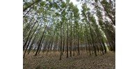 Tényleg erdőirtás folyik Solymáron? Az erdészet elmagyarázza, mi történik a Kerekhegy lejtőin  