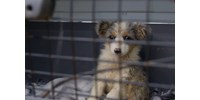  Egy grazi kórházban látták a Magyarországról elmenekült körözött osztrák állatszaporítót  