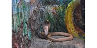  Elpusztult egy kobra, miután megharapta egy gyerek Indiában  