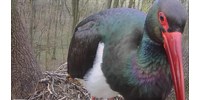  Az aszály egy újabb nem várt következménye: eltűnhet Magyarországról a fekete gólya  