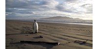  40 éven át hitette el a floridaiakkal egy férfi, hogy egy 4,5 méteres pingvin sétál a tengerparton  