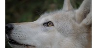  Világelső kutatást végeztek a farkasokkal az ELTE tudósai  