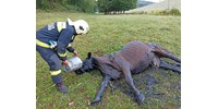  Tűzoltók mentettek ki a mocsárból egy elsüllyedt tehenet  