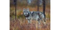  Könnyebben kilőhetik az embereket és a haszonállatokat fenyegető farkasokat Svájcban  