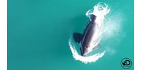 Ritkán látott pillanatok: egy drón felvette, ahogy kardszárnyú delfinek cápákat szednek szét