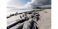  477 delfin úszott a halálba, szívszorító felvételek jöttek az új-zélandi tömeges pusztulásról  