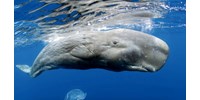  Morze-kódra emlékeztető, kattogásszerű hangok: úgy néz ki, hogy szó szerint beszélgetnek egymással a bálnák  