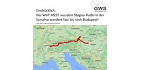  Svájctól a Vértesig bóklászott egy farkas, óvatosságot kérnek a vadászoktól  