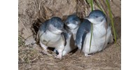  Több száz elpusztult pingvint találtak Új-Zélandon, a globális felmelegedés ölhette meg őket  