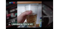 Lárvák és kifejlett kukacok is vannak a rossz minőségű Berettyóújfalui ivóvízben