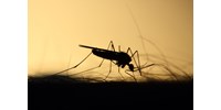  Ez bizony rossz hír: a hosszabb szúnyogszezon új betegségeket hozhat Magyarországra  