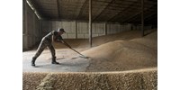  Hegyekben állnak az eladatlan gabonák - bajban a farmerek az Egyesült Államokban  