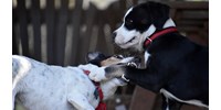  Kivizsgáltak 70 000 kutyaharapást, az eredmény igen tanulságos  