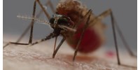  Káros szúnyogok és kullancsok az országban ? így segíthetünk az inváziós fajok feltérképezésében ? videó  