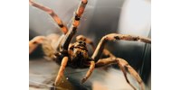  Van, akinek rémálom: robot készült döglött pókból – videó  