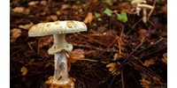  Állítása szerint nem tudta, hogy mérgező a gomba - három rokona halt bele az ebédmeghívásba  
