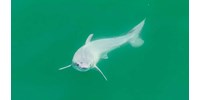  Példátlan: először sikerülhetett megörökíteni egy újszülött fehér cápát – videó  
