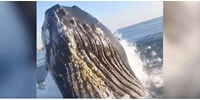  Nagyon meglepődött a halász, amikor egy bálna nekicsapódott a hajójának – videó  